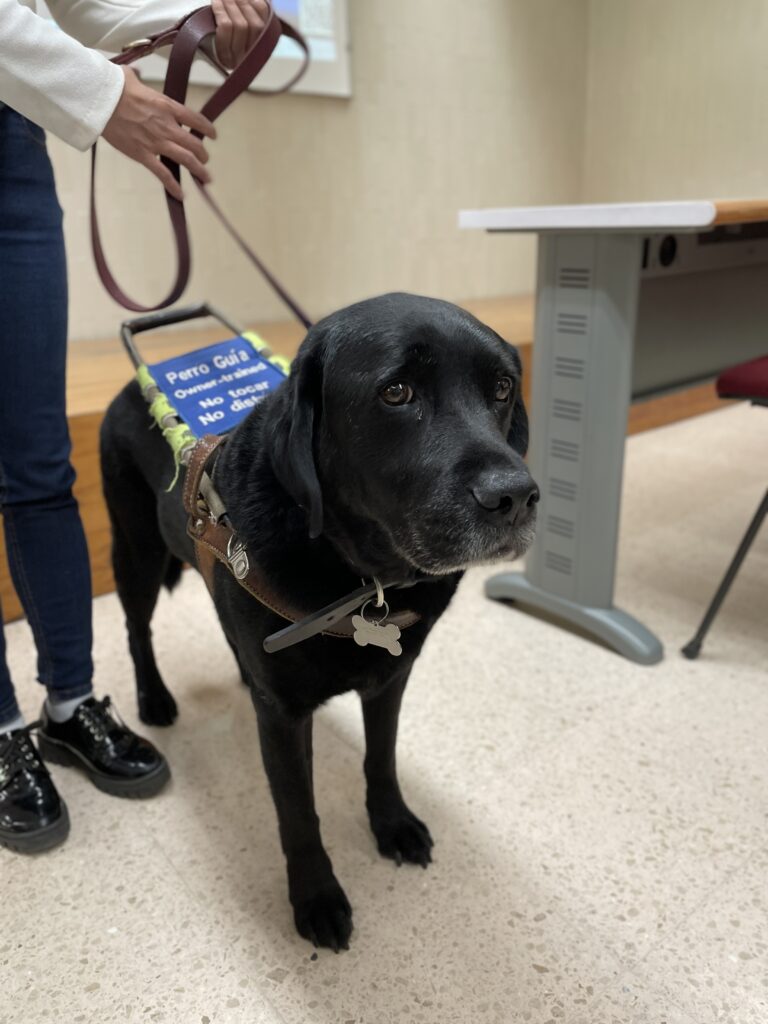 Fotografía de Franco, un perro guía, en un salón de clases. Es raza labrador negro y porta un arnés que dice "perro guía entrenado por su dueño, no tocar, no distraer". Su correa es sostenida por una persona que está fuera de cuadro.